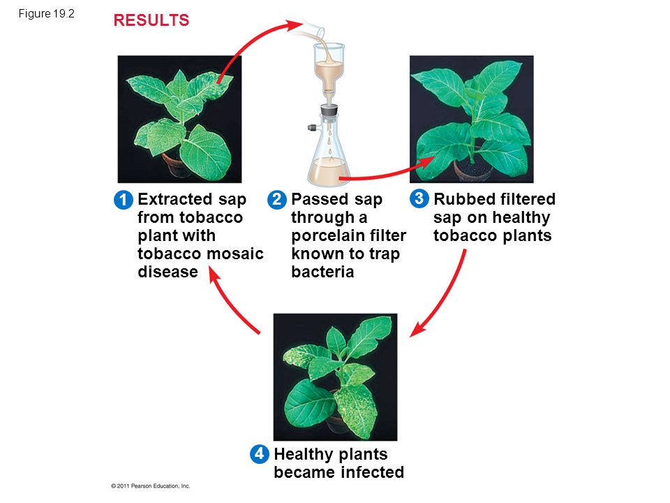 Figure 19.2 Extracted sap from tobacco plant with tobacco mosaic disease RESULTS Passed sap through a porcelain filter known to trap bacteria Healthy plants became infected Rubbed filtered sap on healthy tobacco plants 1234