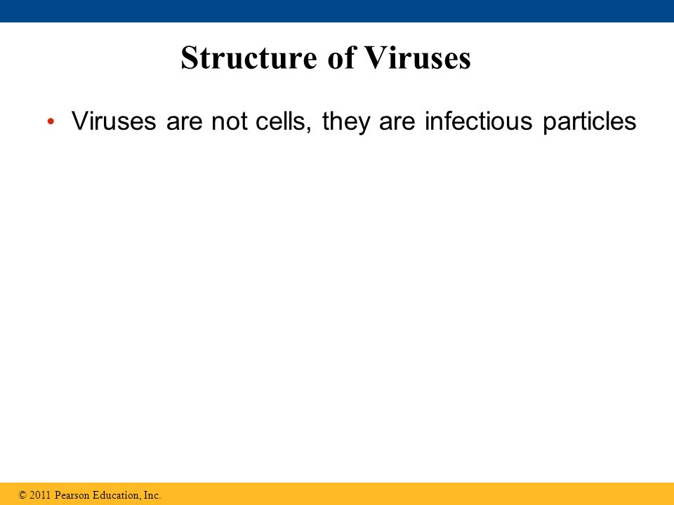 Structure of Viruses Viruses are not cells, they are infectious particles © 2011 Pearson Education, Inc.