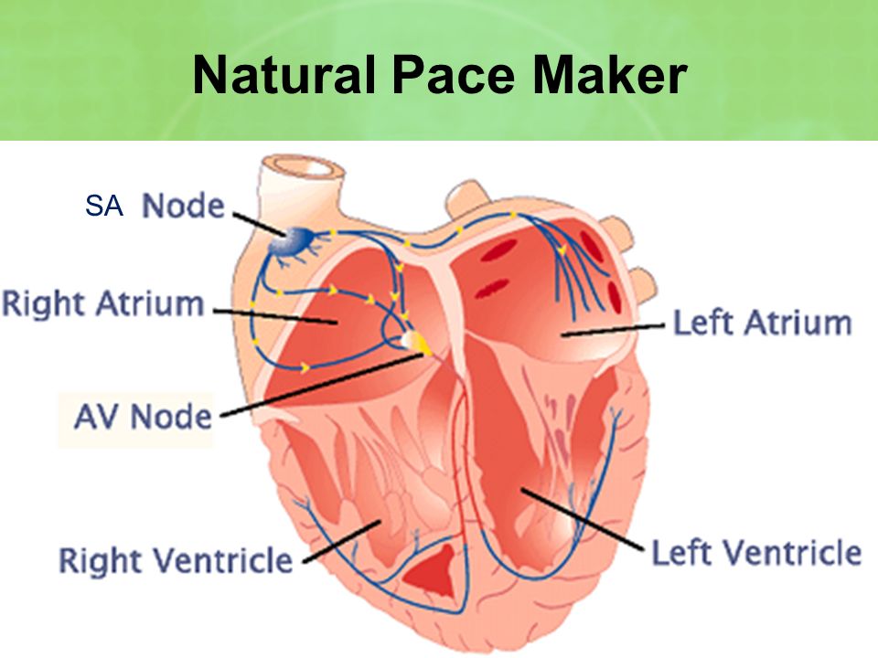Natural Pace Maker SA