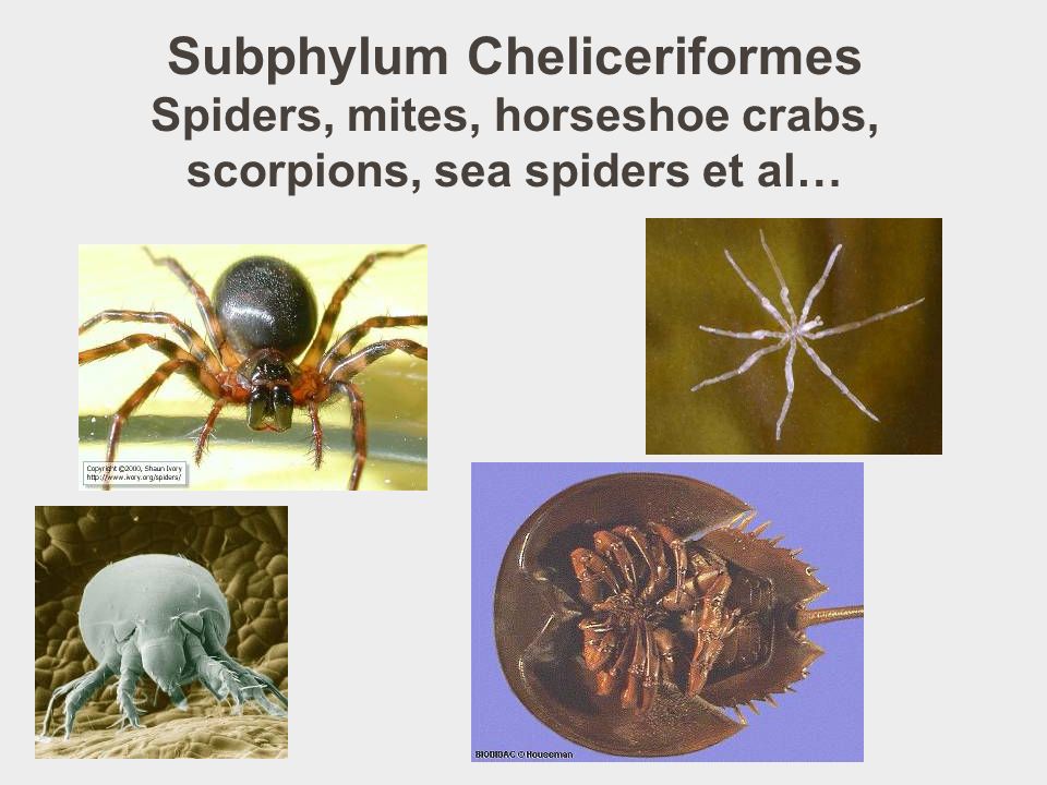 Subphylum Cheliceriformes Spiders, mites, horseshoe crabs, scorpions, sea spiders et al…