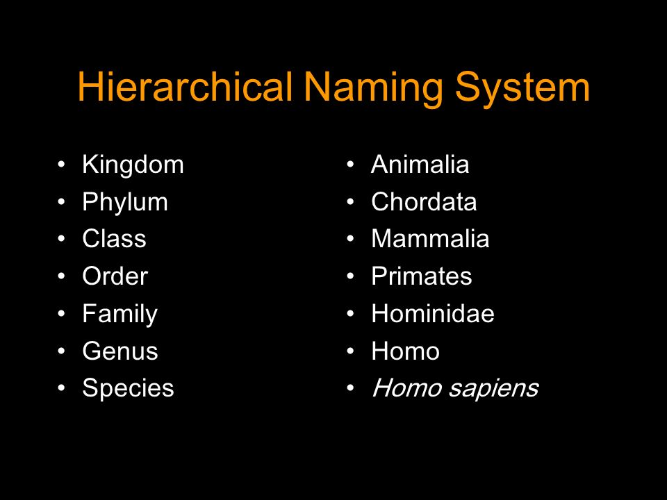 Hierarchical Naming System Kingdom Phylum Class Order Family Genus Species Animalia Chordata Mammalia Primates Hominidae Homo Homo sapiens