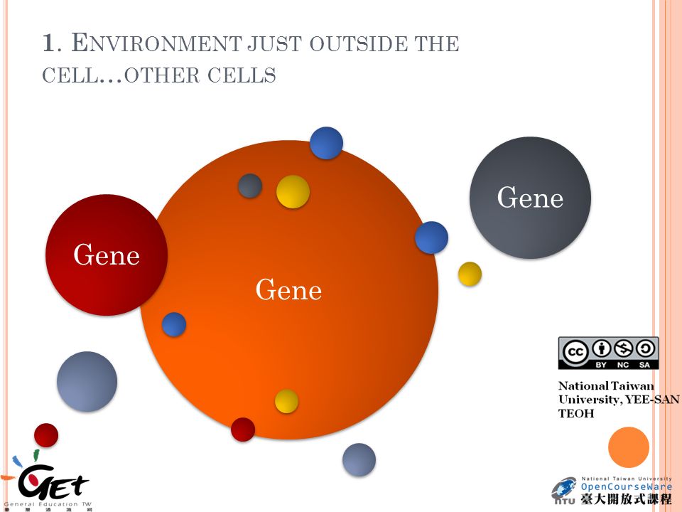 1. E NVIRONMENT JUST OUTSIDE THE CELL … OTHER CELLS Gene