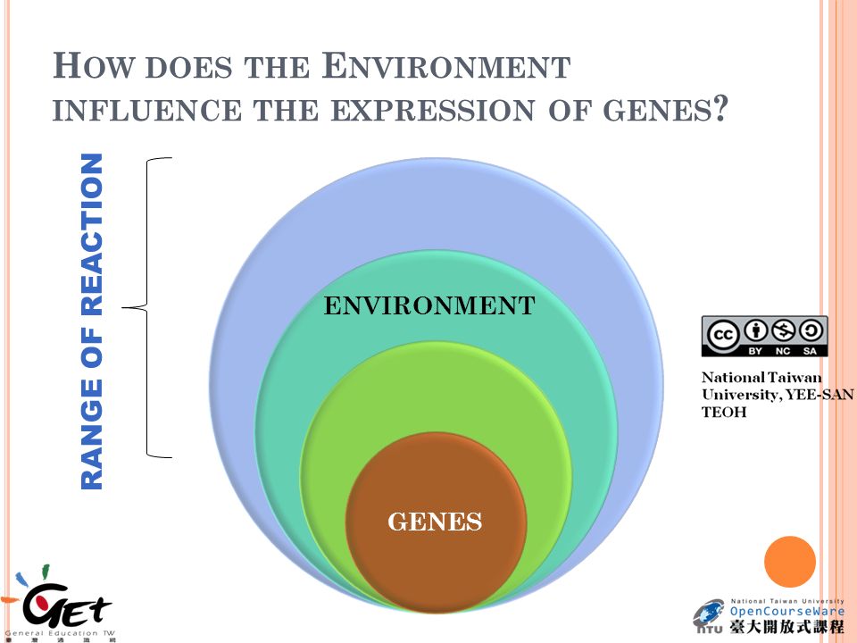 H OW DOES THE E NVIRONMENT INFLUENCE THE EXPRESSION OF GENES GENES ENVIRONMENT RANGE OF REACTION