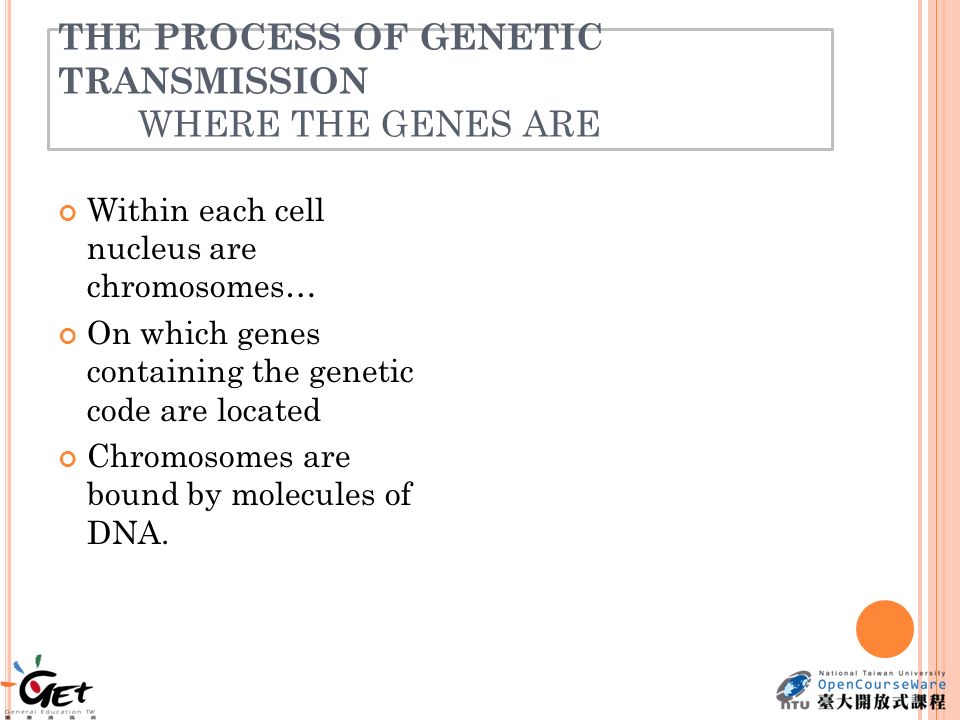 THE PROCESS OF GENETIC TRANSMISSION WHERE THE GENES ARE Within each cell nucleus are chromosomes… On which genes containing the genetic code are located Chromosomes are bound by molecules of DNA.