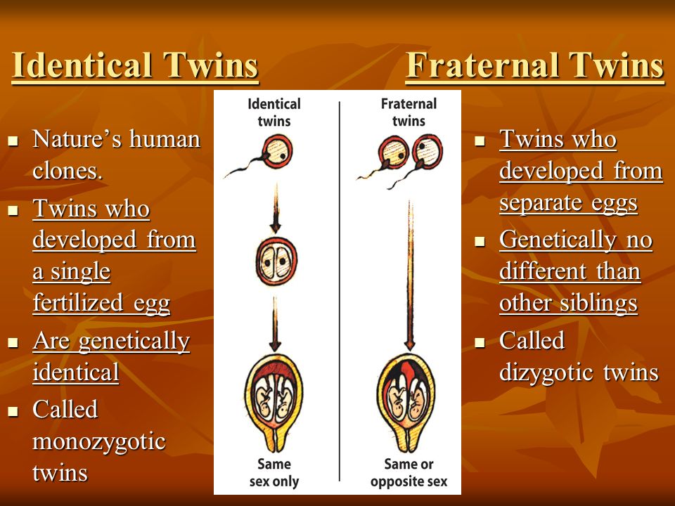 Identical Twins Fraternal Twins Nature’s human clones.