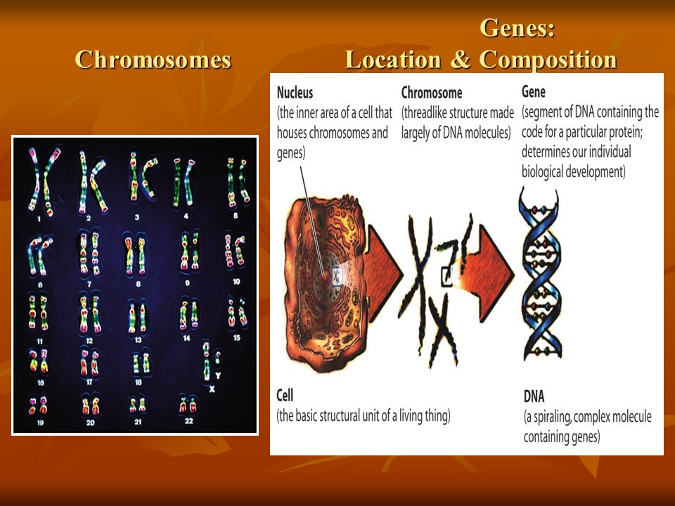 Genes: ChromosomesLocation & Composition