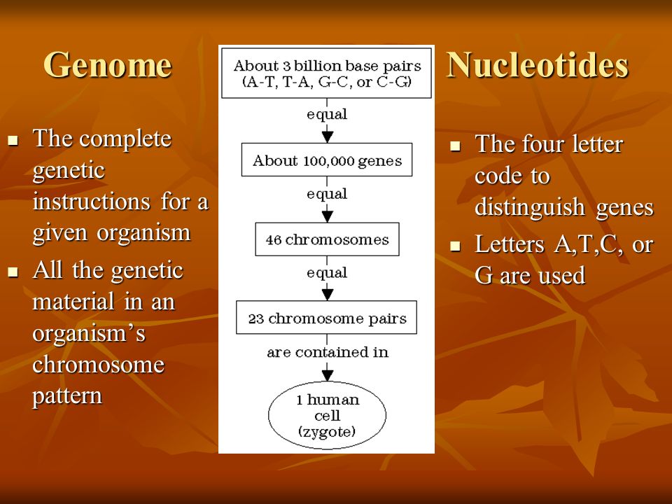 GenomeNucleotides The complete genetic instructions for a given organism The complete genetic instructions for a given organism All the genetic material in an organism’s chromosome pattern All the genetic material in an organism’s chromosome pattern The four letter code to distinguish genes The four letter code to distinguish genes Letters A,T,C, or G are used Letters A,T,C, or G are used
