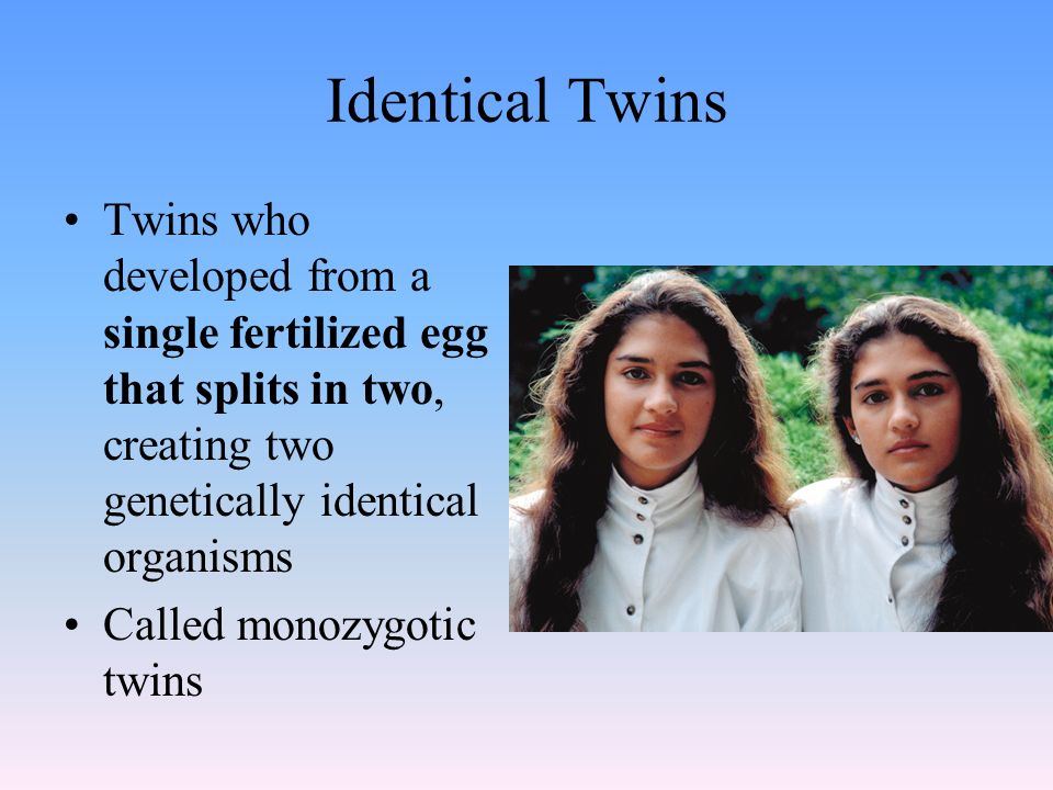 Identical Twins Twins who developed from a single fertilized egg that splits in two, creating two genetically identical organisms Called monozygotic twins