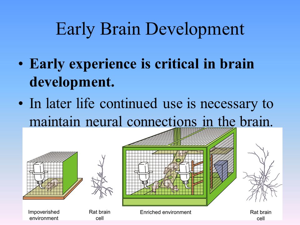 Early Brain Development Early experience is critical in brain development.