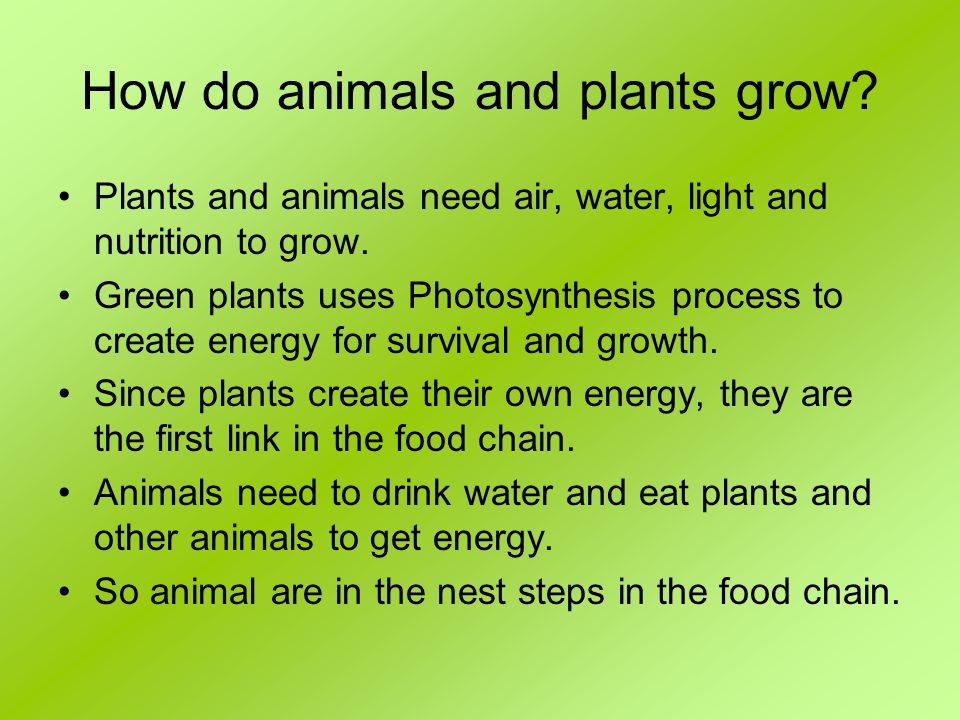 Our Precious Environment. How do animals and plants grow? Plants and animals  need air, water, light and nutrition to grow. Green plants uses  Photosynthesis. - ppt download