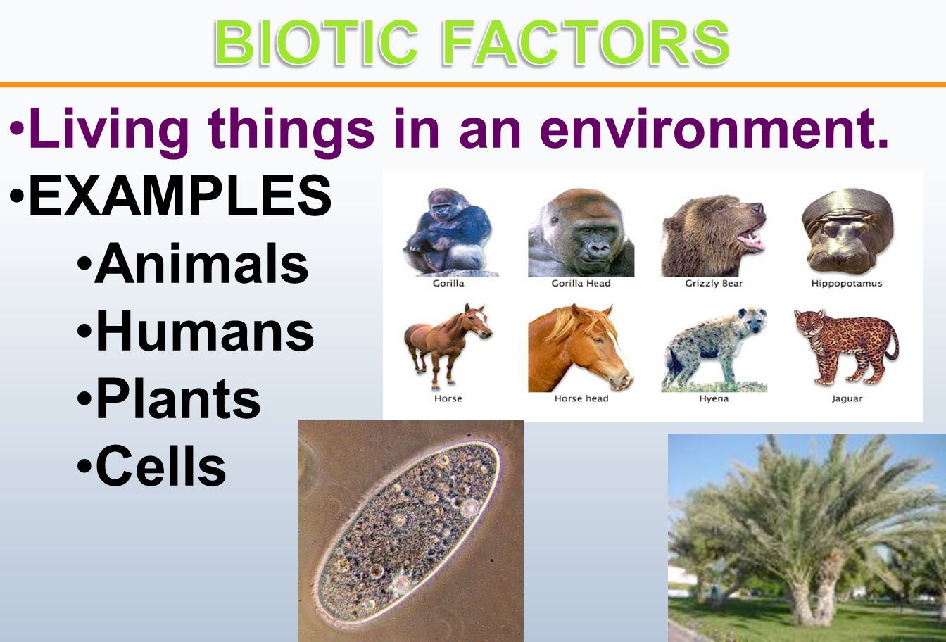 Living things in an environment. EXAMPLES Animals Humans Plants Cells