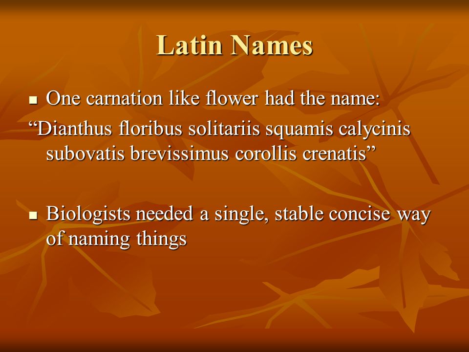 Latin Names One carnation like flower had the name: One carnation like flower had the name: Dianthus floribus solitariis squamis calycinis subovatis brevissimus corollis crenatis Biologists needed a single, stable concise way of naming things Biologists needed a single, stable concise way of naming things