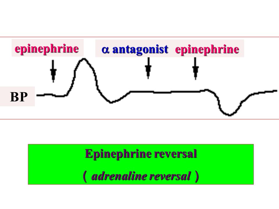 Epinephrine reversal （ adrenaline reversal ） BP  antagonist  antagonist epinephrine epinephrine