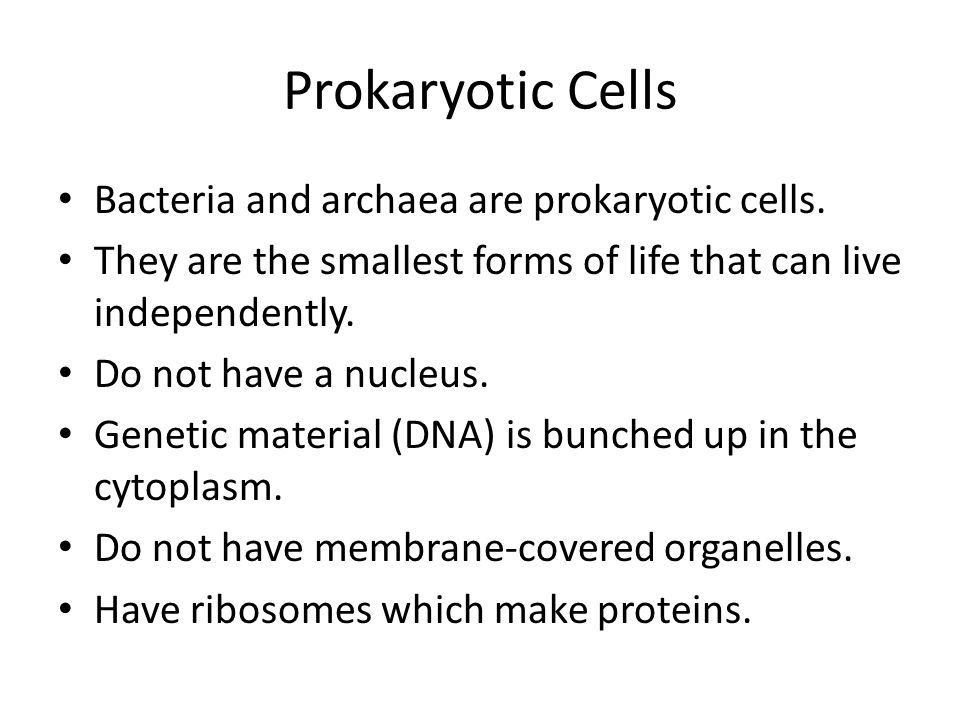 Prokaryotic Cells Bacteria and archaea are prokaryotic cells.