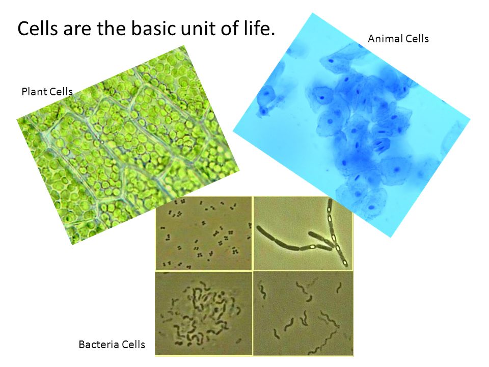 Cells are the basic unit of life. Plant Cells Animal Cells Bacteria Cells