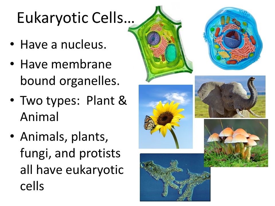 Eukaryotic Cells… Have a nucleus. Have membrane bound organelles.