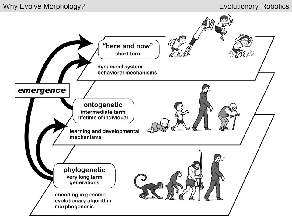 Why Evolve Morphology Evolutionary Robotics