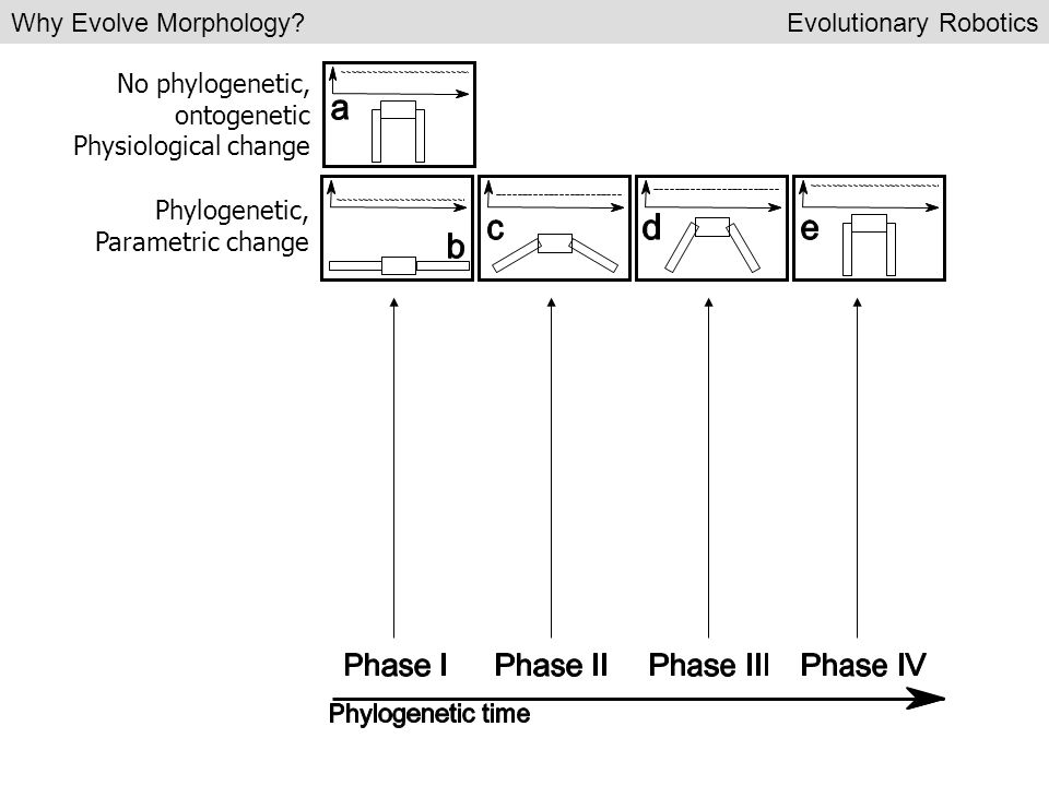 No phylogenetic, ontogenetic Physiological change Phylogenetic, Parametric change Phylogenetic, Ontogenetic, Parametric change Phylogenetic, Topological change Phylogenetic, Ontogenetic, Topological change Why Evolve Morphology Evolutionary Robotics