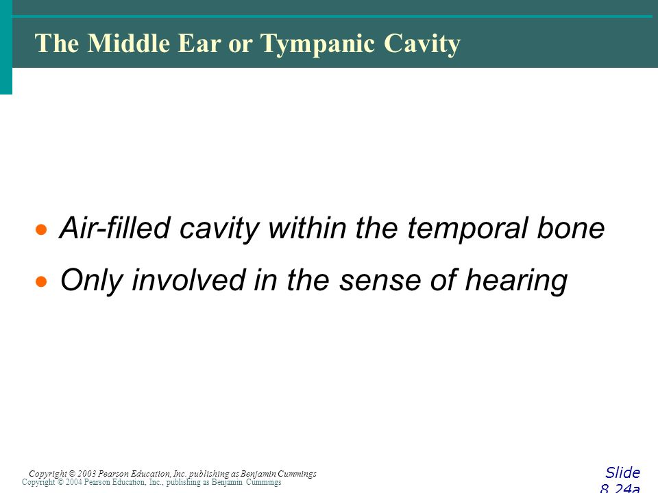 Copyright © 2004 Pearson Education, Inc., publishing as Benjamin Cummings The Middle Ear or Tympanic Cavity Slide 8.24a Copyright © 2003 Pearson Education, Inc.