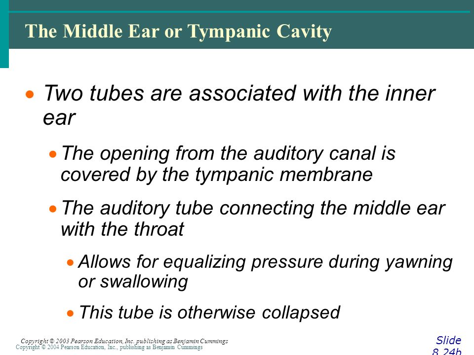 Copyright © 2004 Pearson Education, Inc., publishing as Benjamin Cummings The Middle Ear or Tympanic Cavity Slide 8.24b Copyright © 2003 Pearson Education, Inc.