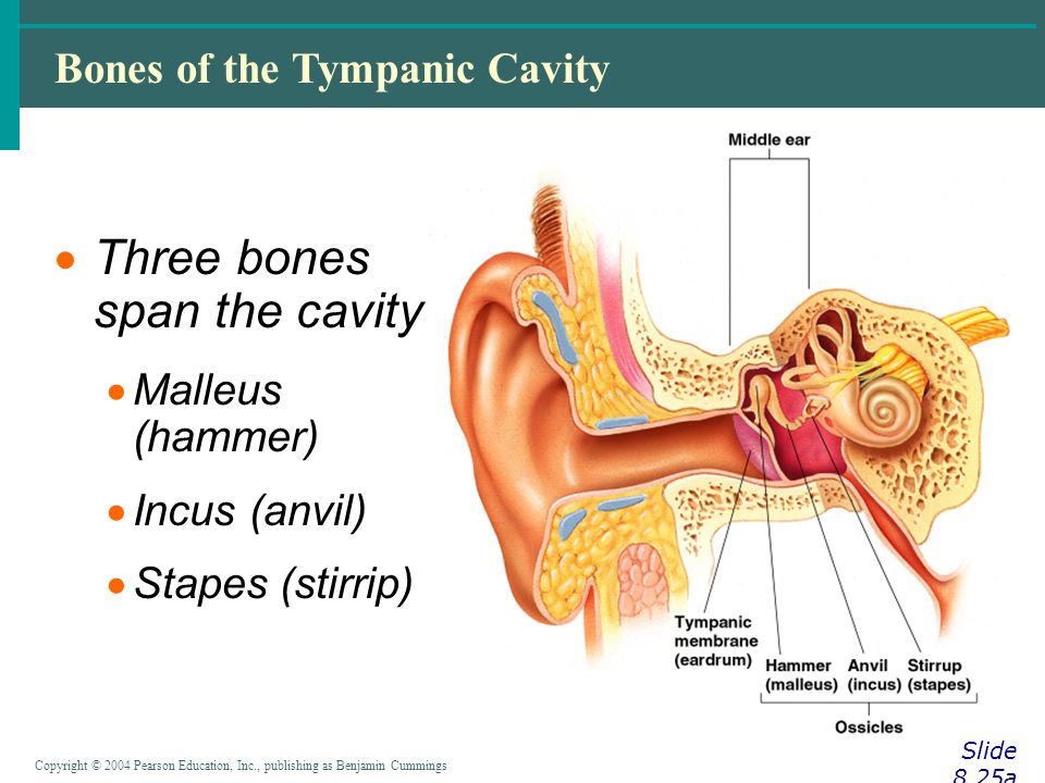 Copyright © 2004 Pearson Education, Inc., publishing as Benjamin Cummings Bones of the Tympanic Cavity Slide 8.25a  Three bones span the cavity  Malleus (hammer)  Incus (anvil)  Stapes (stirrip) Figure 8.12