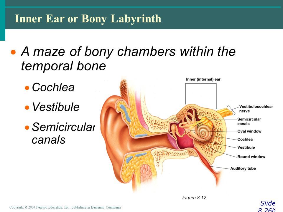 Copyright © 2004 Pearson Education, Inc., publishing as Benjamin Cummings Inner Ear or Bony Labyrinth Slide 8.26b  A maze of bony chambers within the temporal bone  Cochlea  Vestibule  Semicircular canals Figure 8.12