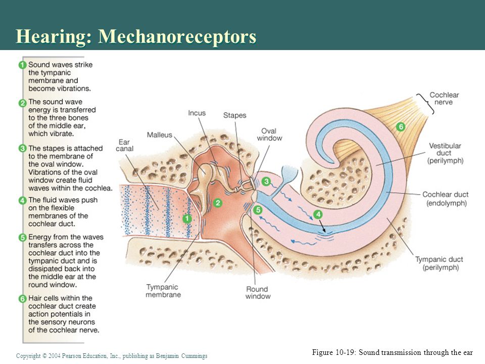 Copyright © 2004 Pearson Education, Inc., publishing as Benjamin Cummings Hearing: Mechanoreceptors Figure 10-19: Sound transmission through the ear