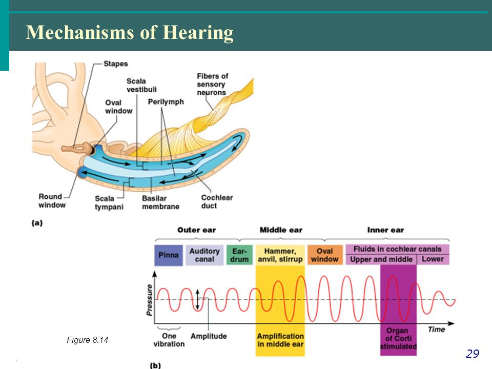 Copyright © 2004 Pearson Education, Inc., publishing as Benjamin Cummings Mechanisms of Hearing Slide 8.29 Figure 8.14