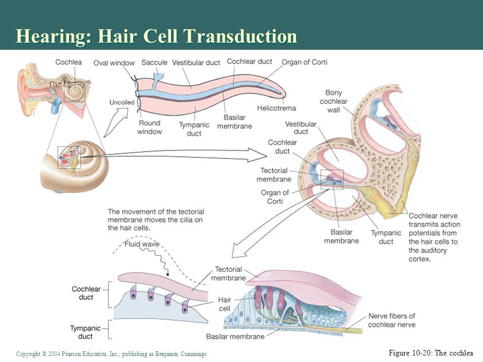 Copyright © 2004 Pearson Education, Inc., publishing as Benjamin Cummings Hearing: Hair Cell Transduction Figure 10-20: The cochlea