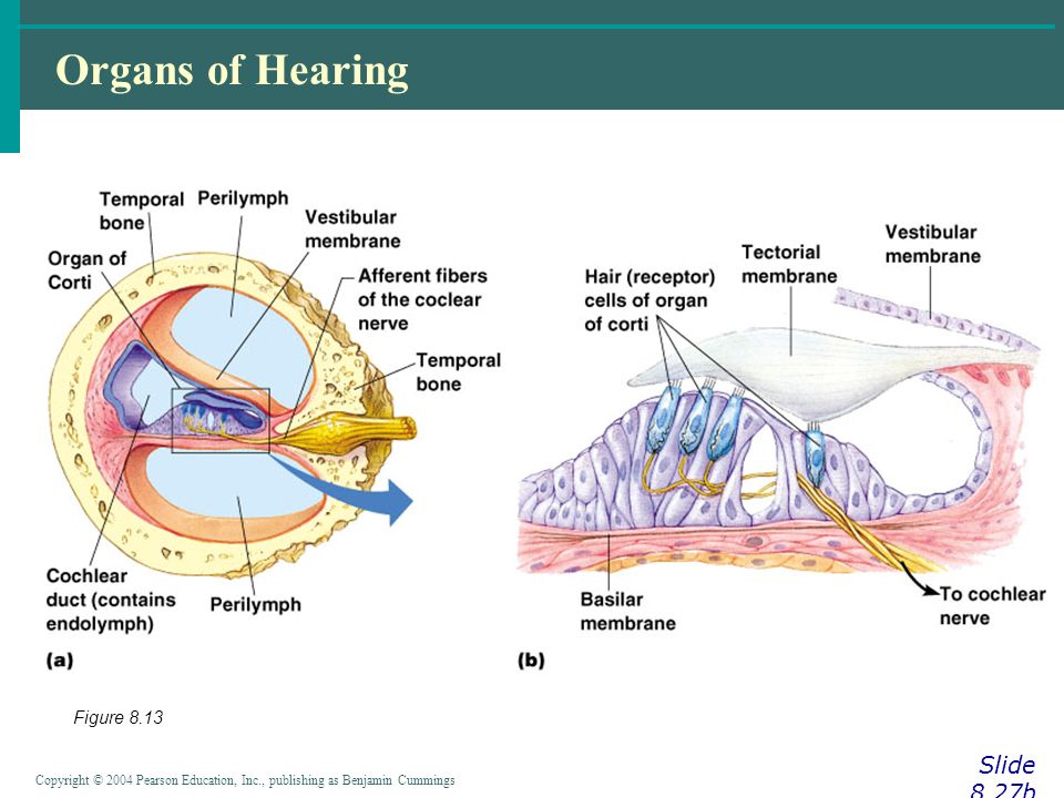 Copyright © 2004 Pearson Education, Inc., publishing as Benjamin Cummings Organs of Hearing Slide 8.27b Figure 8.13