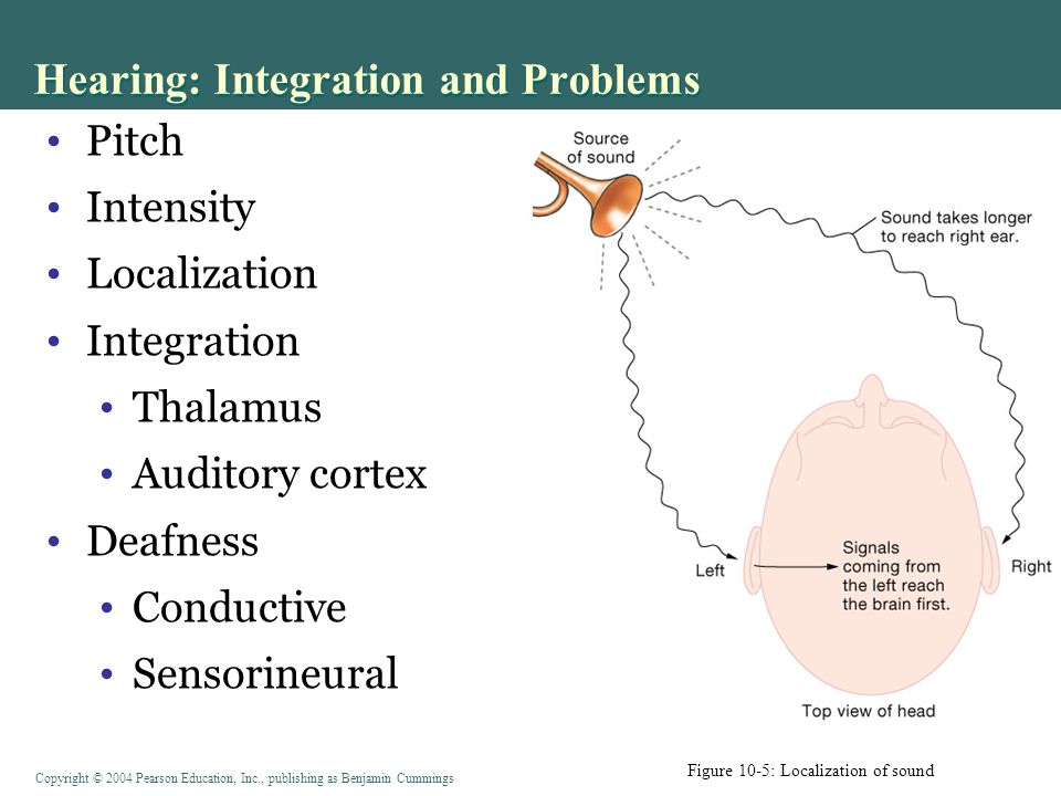 Copyright © 2004 Pearson Education, Inc., publishing as Benjamin Cummings Pitch Intensity Localization Integration Thalamus Auditory cortex Deafness Conductive Sensorineural Hearing: Integration and Problems Figure 10-5: Localization of sound