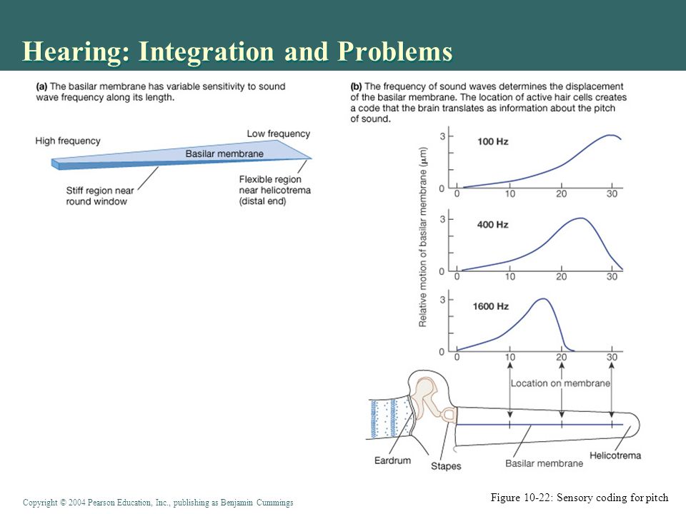 Copyright © 2004 Pearson Education, Inc., publishing as Benjamin Cummings Hearing: Integration and Problems Figure 10-22: Sensory coding for pitch
