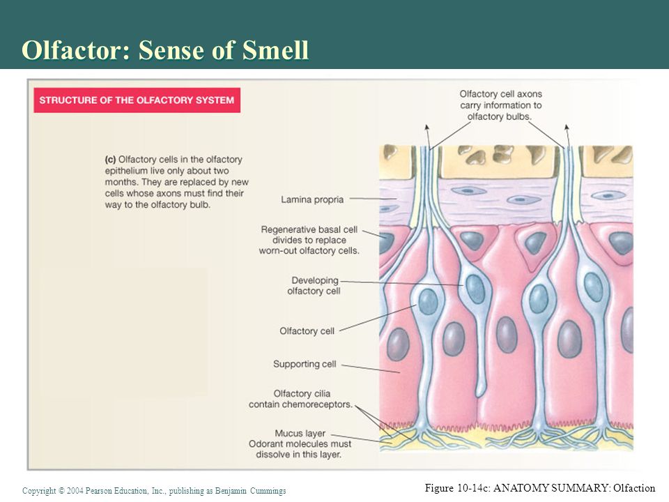 Copyright © 2004 Pearson Education, Inc., publishing as Benjamin Cummings Olfactor: Sense of Smell Figure 10-14c: ANATOMY SUMMARY: Olfaction