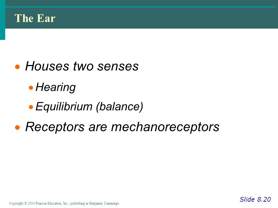 Copyright © 2004 Pearson Education, Inc., publishing as Benjamin Cummings The Ear Slide 8.20  Houses two senses  Hearing  Equilibrium (balance)  Receptors are mechanoreceptors