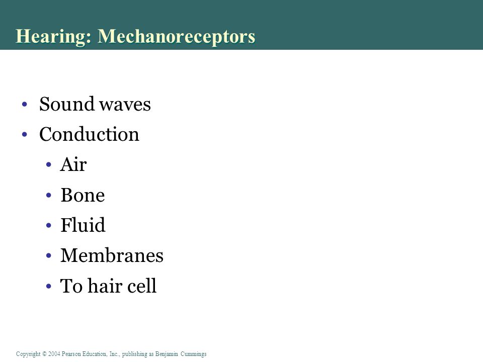 Copyright © 2004 Pearson Education, Inc., publishing as Benjamin Cummings Sound waves Conduction Air Bone Fluid Membranes To hair cell Hearing: Mechanoreceptors