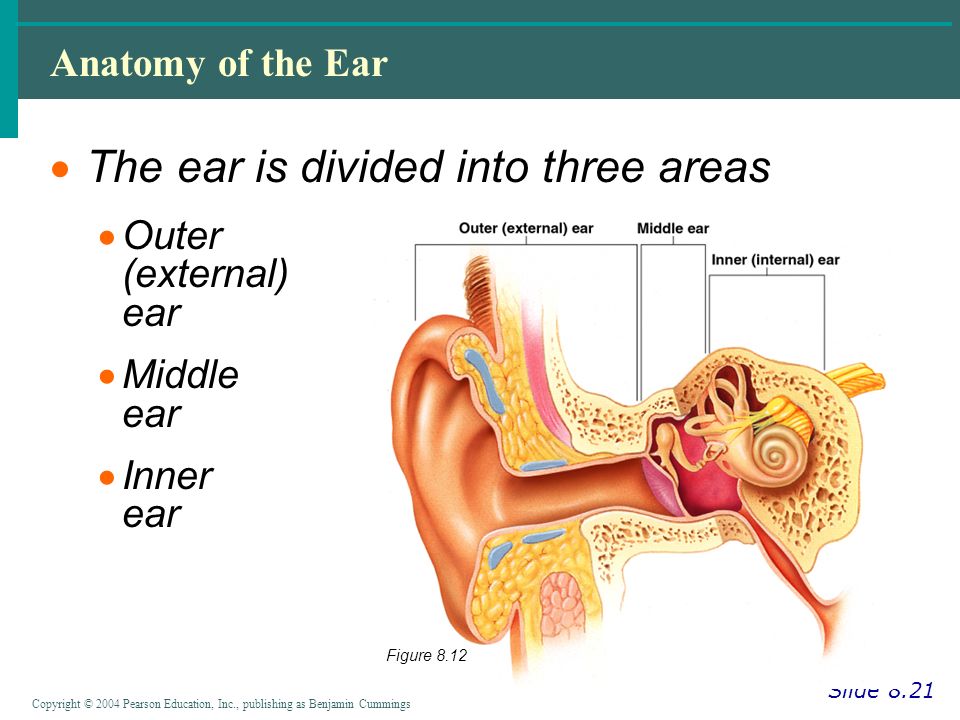 Copyright © 2004 Pearson Education, Inc., publishing as Benjamin Cummings Anatomy of the Ear Slide 8.21  The ear is divided into three areas  Outer (external) ear  Middle ear  Inner ear Figure 8.12