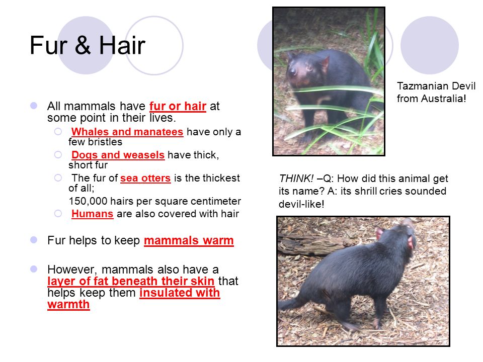 Mammals Feeding time at the Australia Zoo!. Characteristics of Mammals  Vertebrate Warm-blooded 4 chambered heart Skin covered with fur or hair  Every young. - ppt download