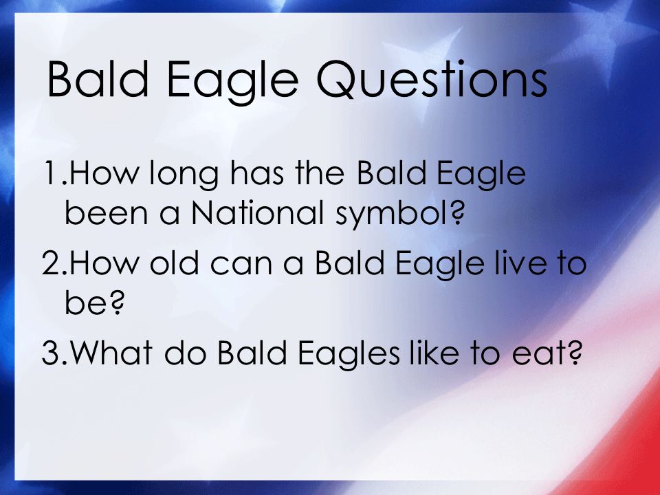 Bald Eagle Questions 1.How long has the Bald Eagle been a National symbol.