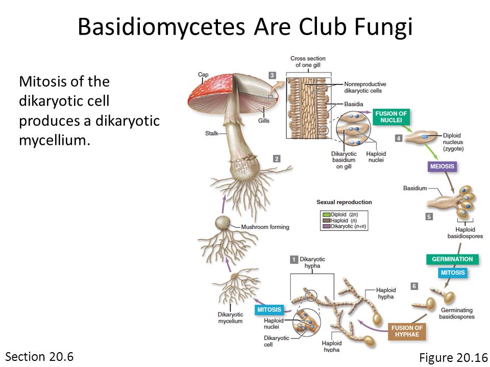 Chapter Fungi Mushrooms C Frans Lemmens Corbis Copyright C Mcgraw Hill Education All Rights Reserved No Reproduction Or Distribution Without The Prior Ppt Download