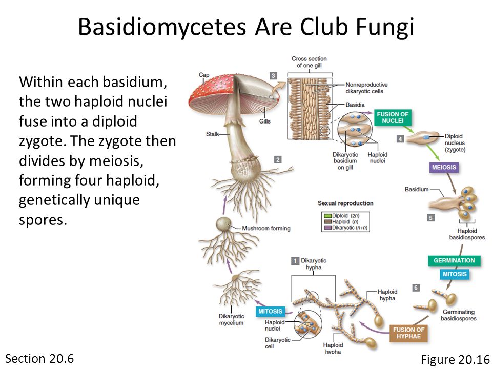 Chapter Fungi Mushrooms C Frans Lemmens Corbis Copyright C Mcgraw Hill Education All Rights Reserved No Reproduction Or Distribution Without The Prior Ppt Download Chapter Fungi Mushrooms C Frans Lemmens Corbis Copyright C Mcgraw Hill Education All Rights Reserved No Reproduction Or Distribution Without The Prior Ppt Download