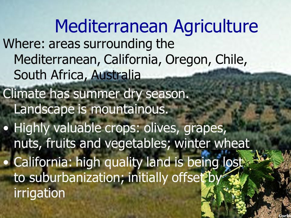 Mediterranean Agriculture Where: areas surrounding the Mediterranean, California, Oregon, Chile, South Africa, Australia Climate has summer dry season.