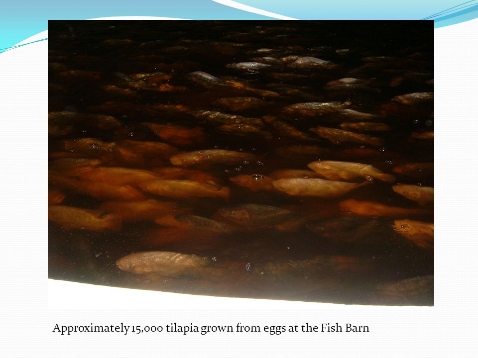 Approximately 15,000 tilapia grown from eggs at the Fish Barn