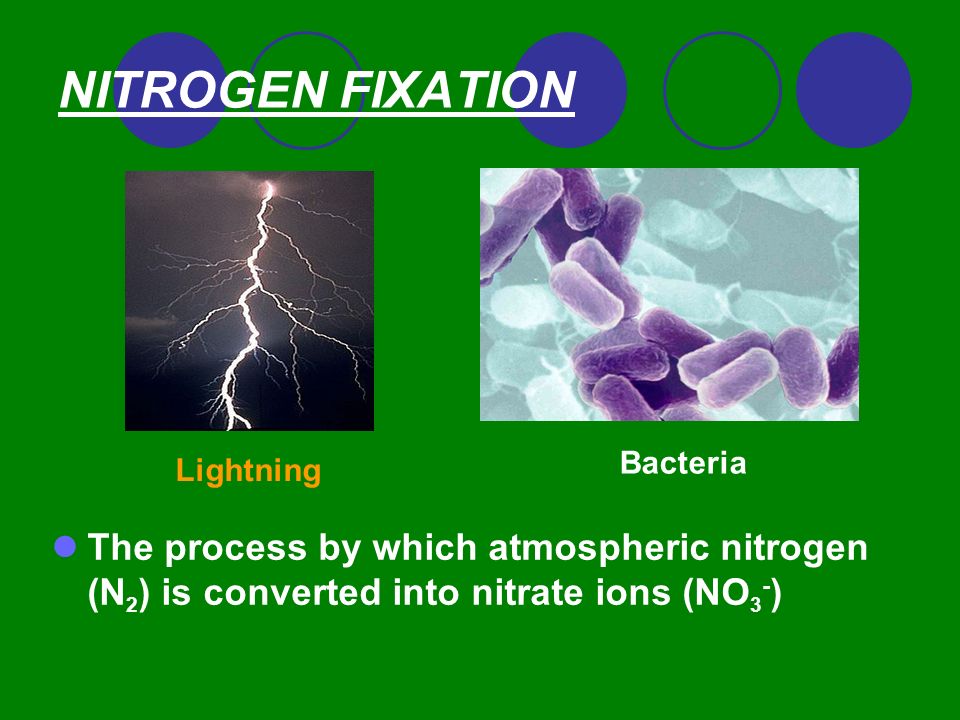 NITROGEN FIXATION The process by which atmospheric nitrogen (N 2 ) is converted into nitrate ions (NO 3 - ) Lightning Bacteria