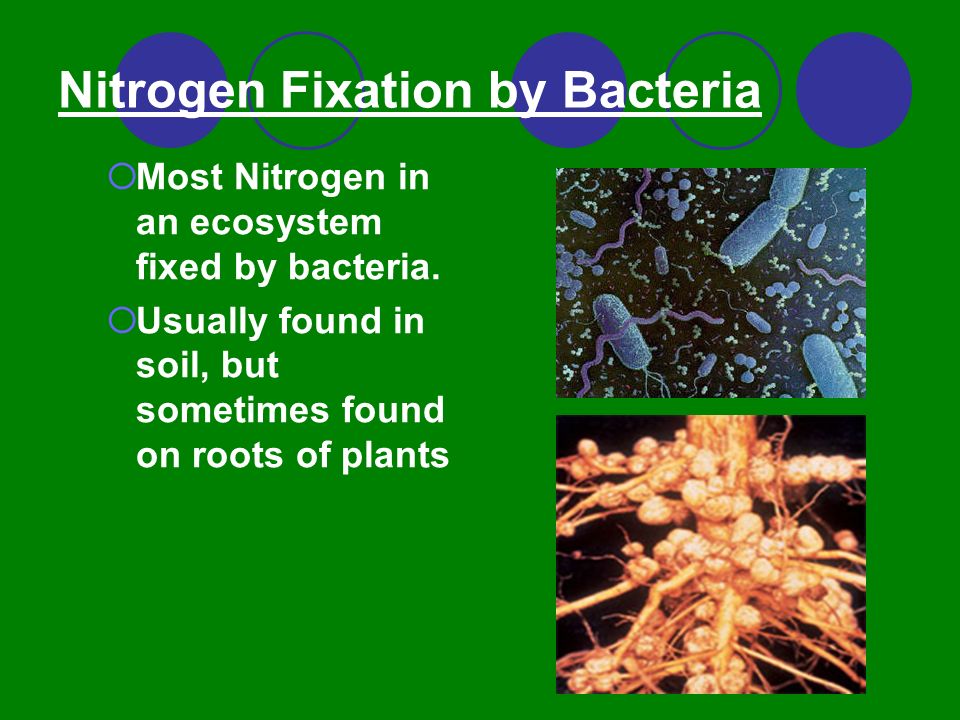 Nitrogen Fixation by Bacteria  Most Nitrogen in an ecosystem fixed by bacteria.