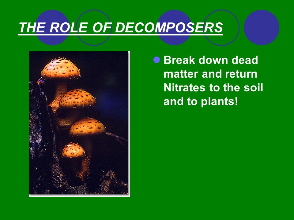 THE ROLE OF DECOMPOSERS Break down dead matter and return Nitrates to the soil and to plants!