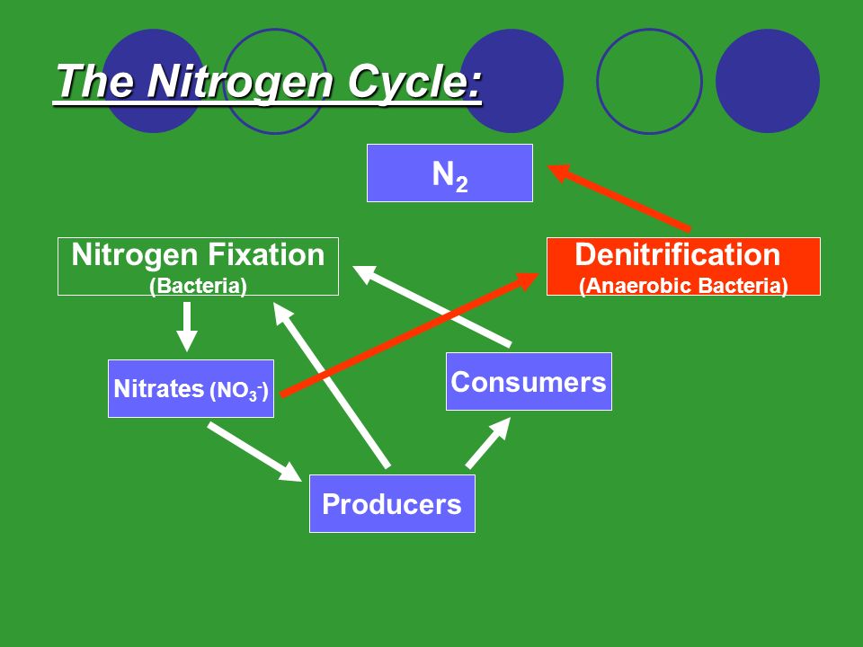 The Nitrogen Cycle: N2N2 Nitrogen Fixation (Bacteria) Nitrates (NO 3 - ) Denitrification (Anaerobic Bacteria) Consumers Producers