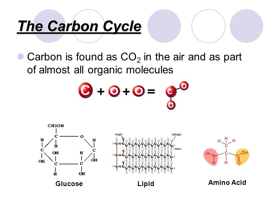 The Carbon Cycle Carbon is found as CO 2 in the air and as part of almost all organic molecules Lipid Amino Acid Glucose