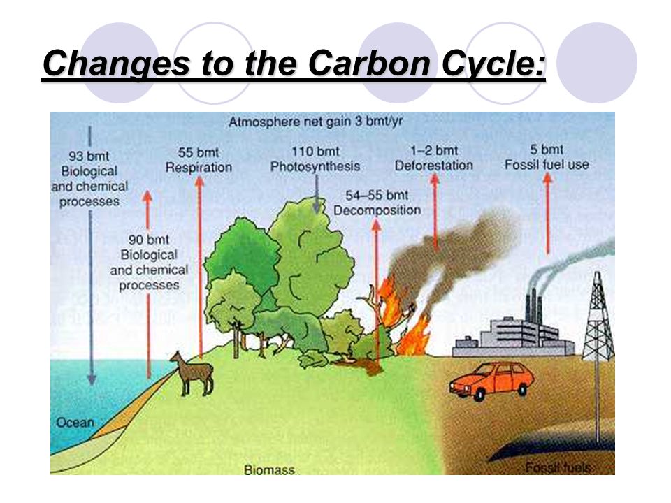 Changes to the Carbon Cycle: