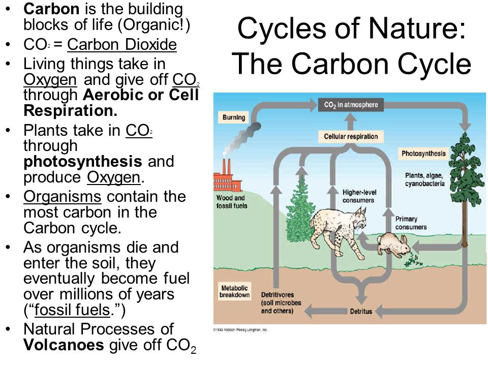 Use carbon dioxide. The Cycle of Carbon dioxide in nature. Oxygen Carbon dioxide. Carbon Cycle nature. Carbon Cycle in nature.