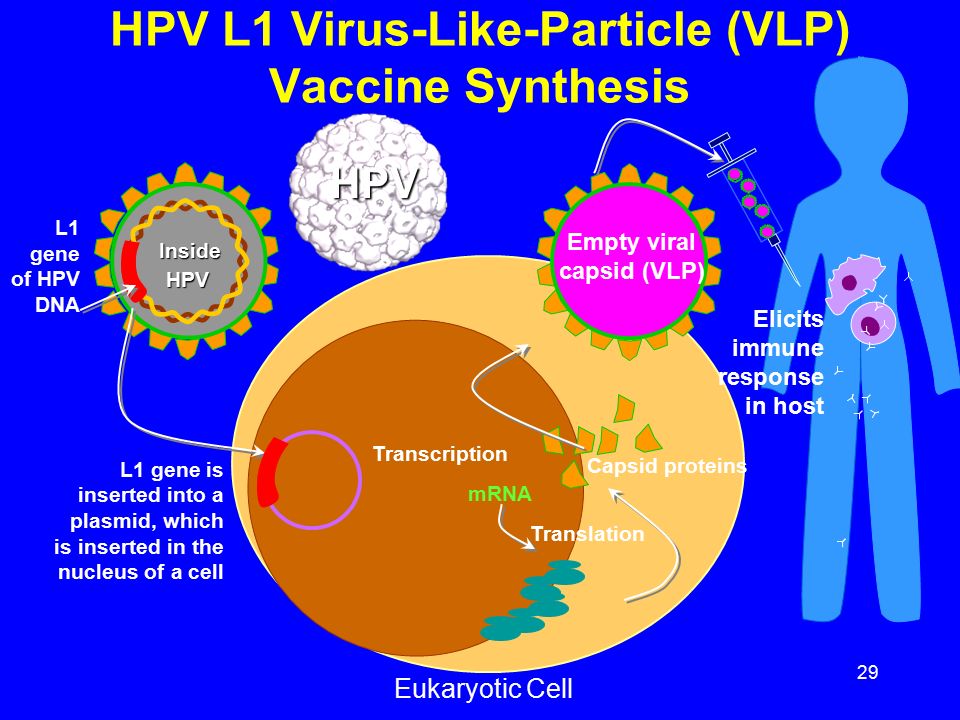 29 HPV L1 Virus-Like-Particle (VLP) Vaccine Synthesis Eukaryotic Cell L1 gene of HPV DNA L1 gene is inserted into a plasmid, which is inserted in the nucleus of a cell mRNA Transcription Translation Capsid proteins Empty viral capsid (VLP) Elicits immune response in host HPV Inside HPV HPV